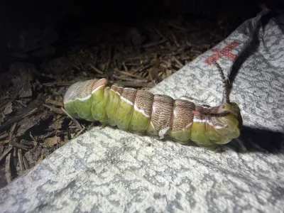Housenka Hranostajníka vrbového 🐛 Chtěla se mnou nocovat, ale nakonec byla vyhoštěna 🚷