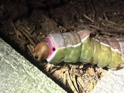 Housenka Hranostajníka vrbového 🐛 Chtěla se mnou nocovat, ale nakonec byla vyhoštěna 🚷